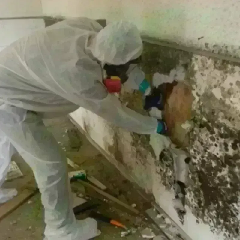 Mold Remediation and Removal in Pearisburg, VA